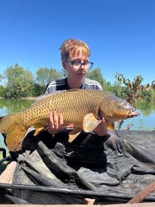 Common Carp
