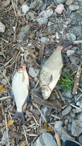 Common Bream