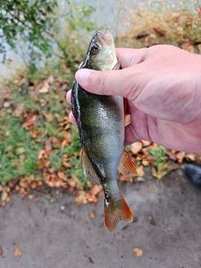 European Perch