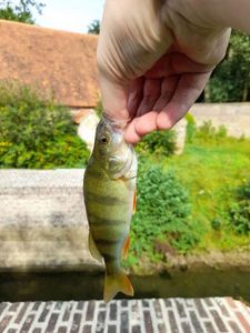 European Perch