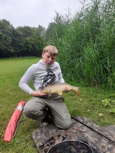 Common Carp