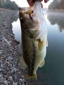 Largemouth Bass