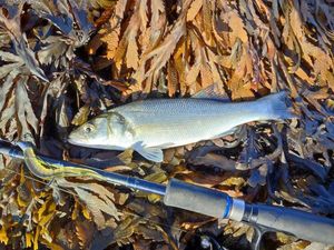 European Bass (Seabass)