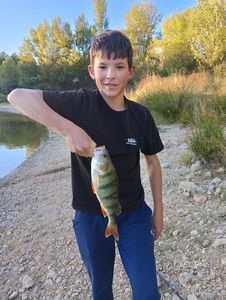 European Perch