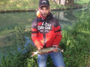 Northern Pike