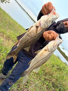 Atlantic Snook