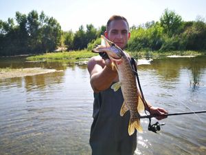 Northern Pike