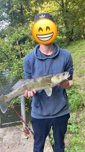Zander