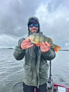 European Perch