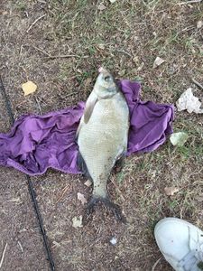 Common Bream