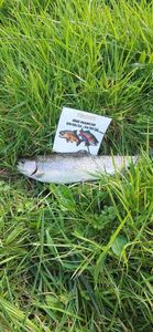 Rainbow Trout