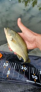 Largemouth Bass