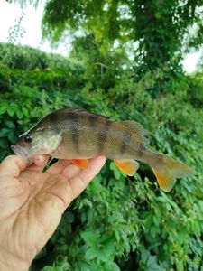 European Perch