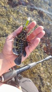 Brown Grouper (Dusky)