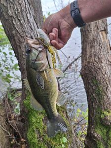 Largemouth Bass