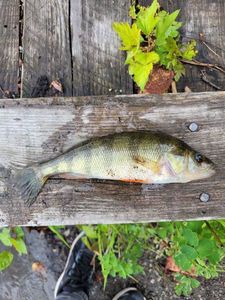 Yellow Perch