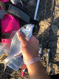 Gilthead Seabream