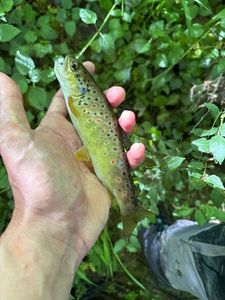 Brown Trout