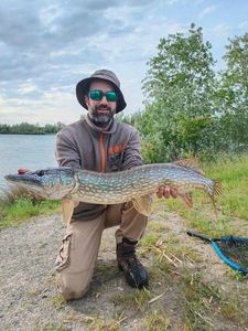 Northern Pike