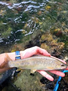 Brown Trout