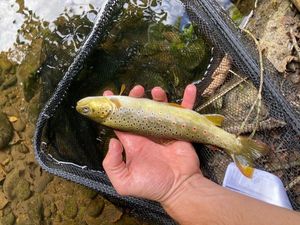 Brown Trout