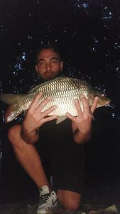Common Carp