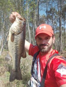 Largemouth Bass