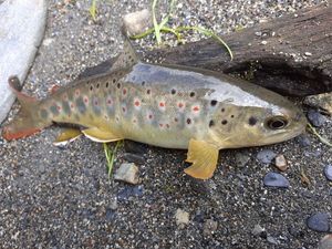 Brown Trout