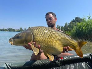Common Carp