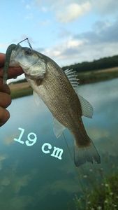 Largemouth Bass