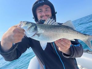 European Bass (Seabass)