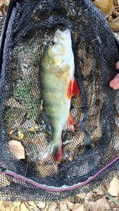 European Perch