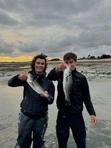 European Bass (Seabass)