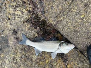 European Bass (Seabass)