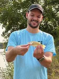 Largemouth Bass