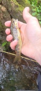 Brown Trout