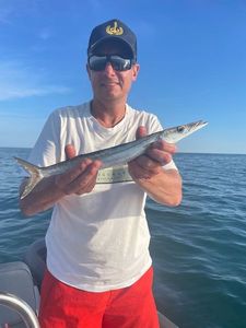 Great Barracuda