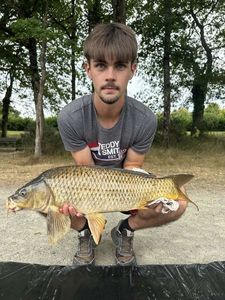 Common Carp