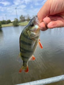 European Perch