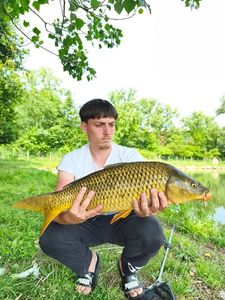 Common Carp