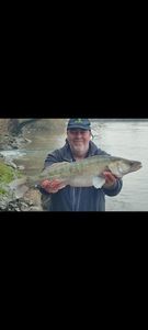 Zander