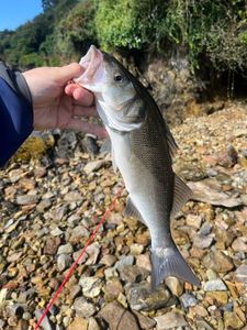 European Bass (Seabass)