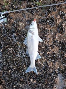 European Bass (Seabass)