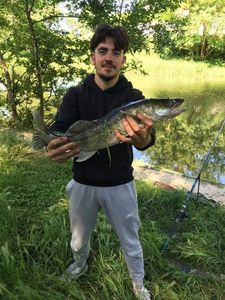 Zander