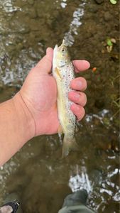 Brown Trout