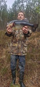 Largemouth Bass