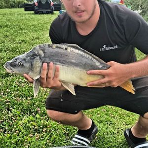 Common Carp