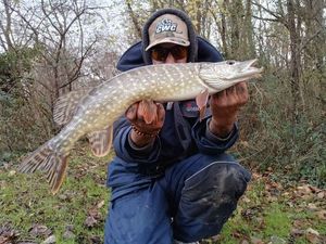Northern Pike