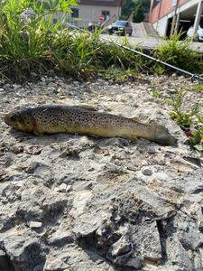 Brown Trout