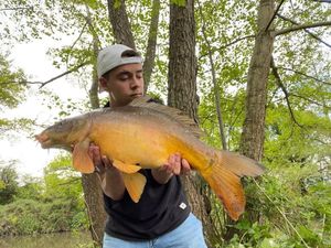 Mirror Carp
